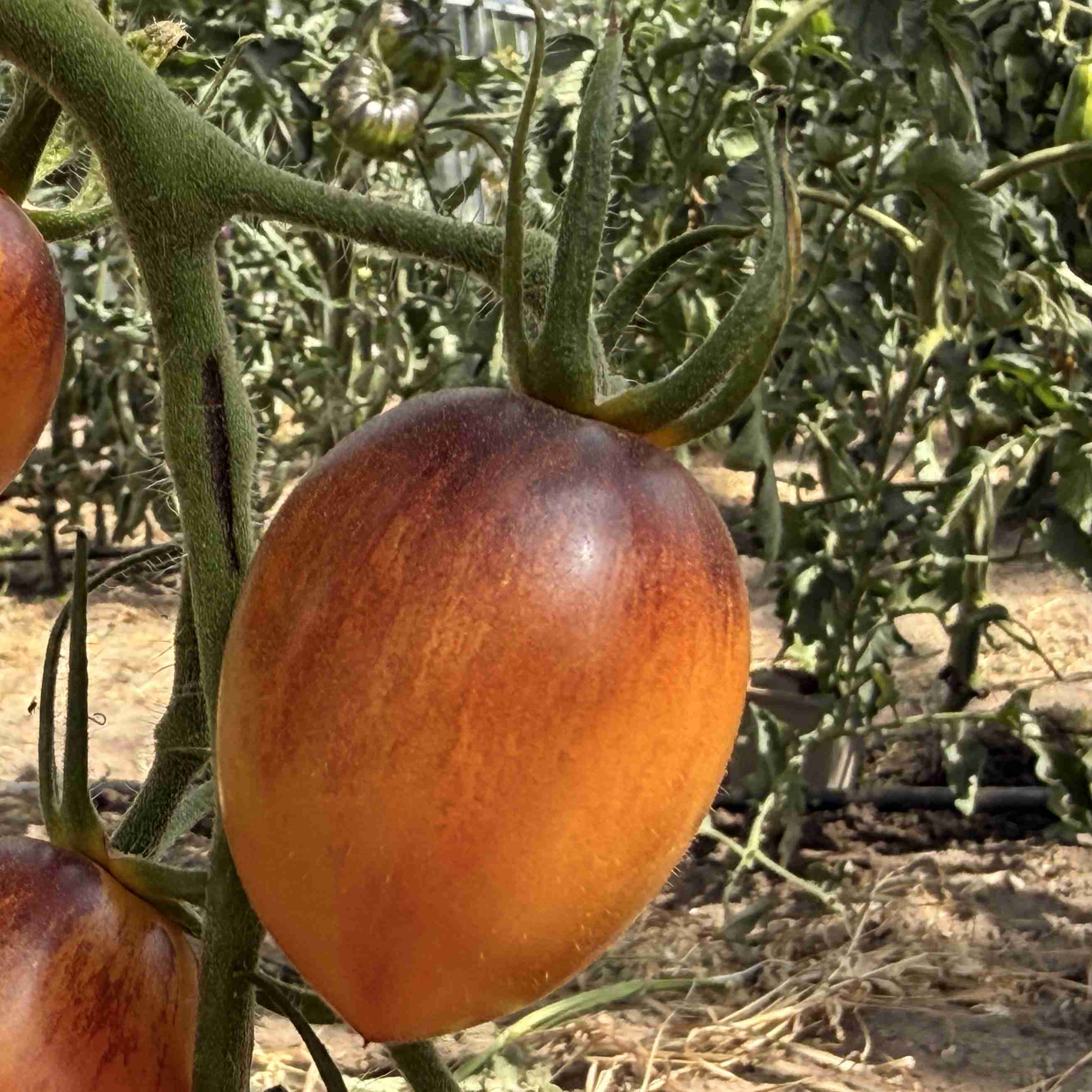 Tomatensaatgut Lyblushka