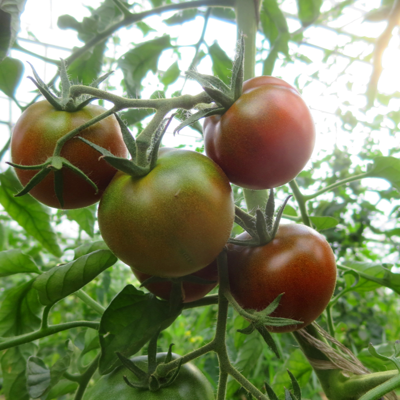 Braune Tomatenfrucht mit Geschmack