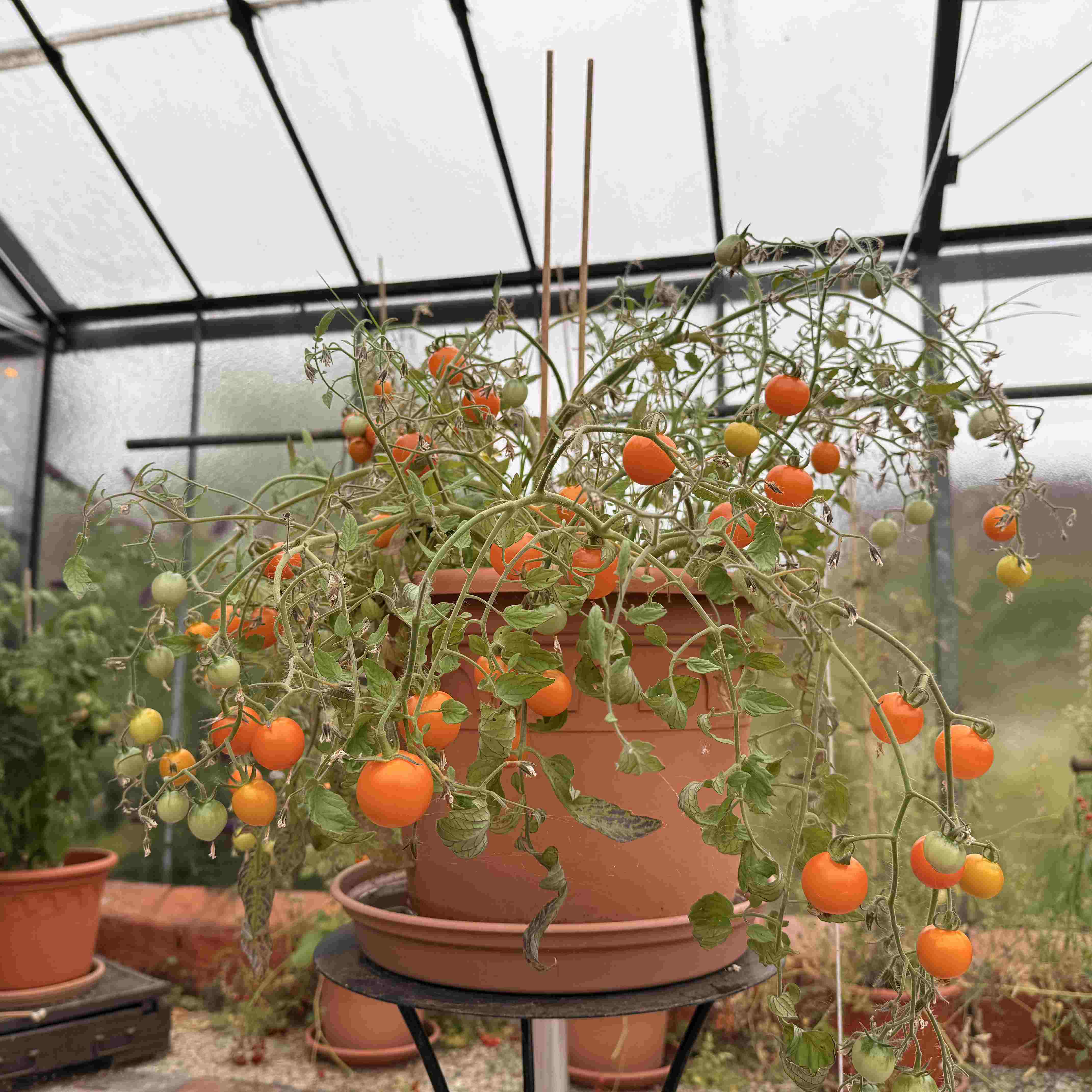 Tomatensaatgut Tumbling Tom Yellow