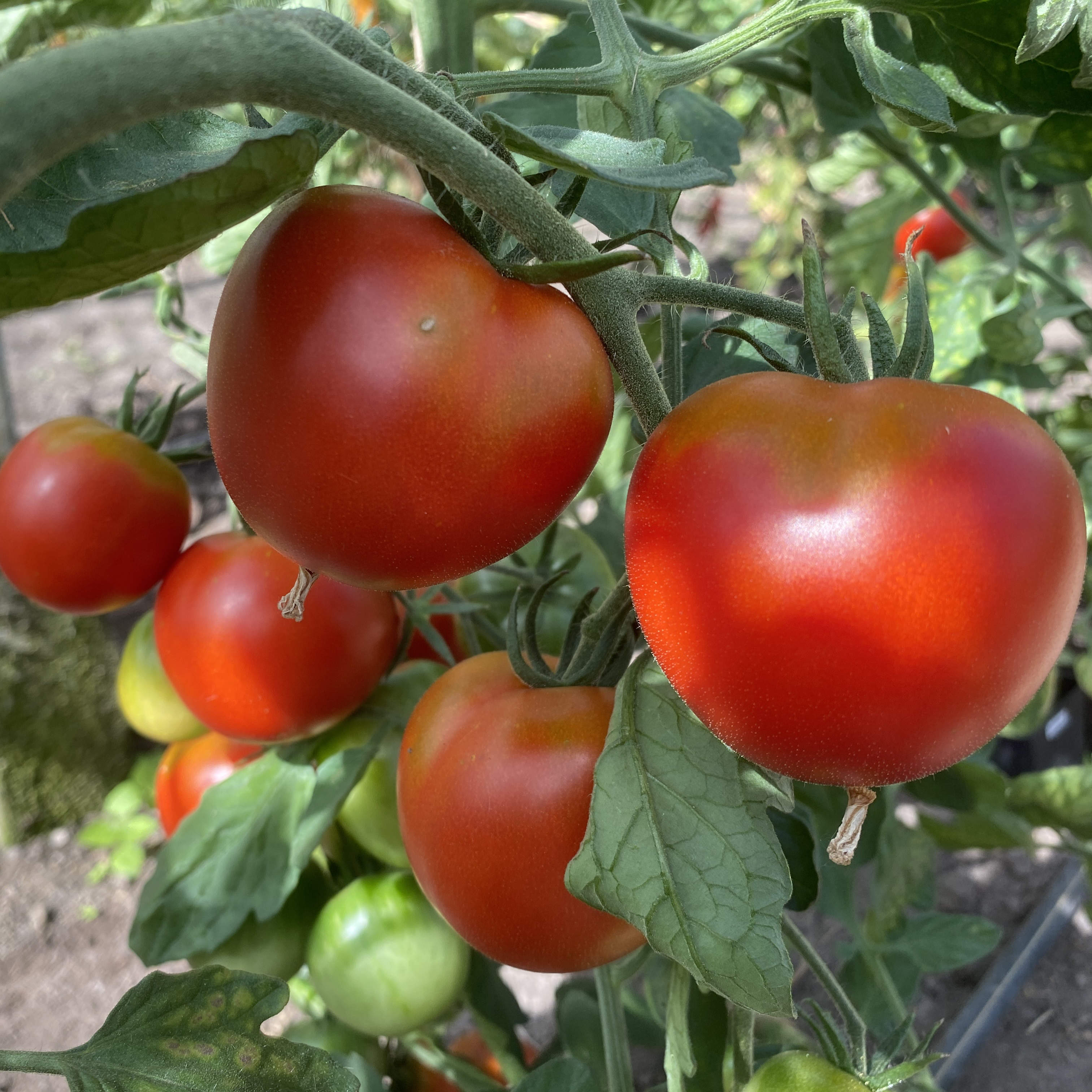 Tomatensaatgut Lukullus
