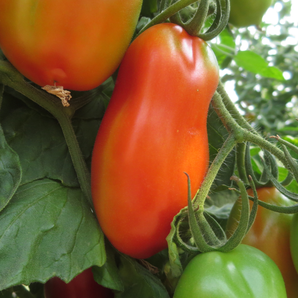 Rote längliche Tomatensorte