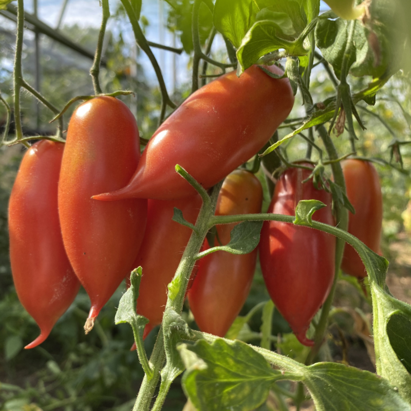 Rote längliche Tomatemvielfalt
