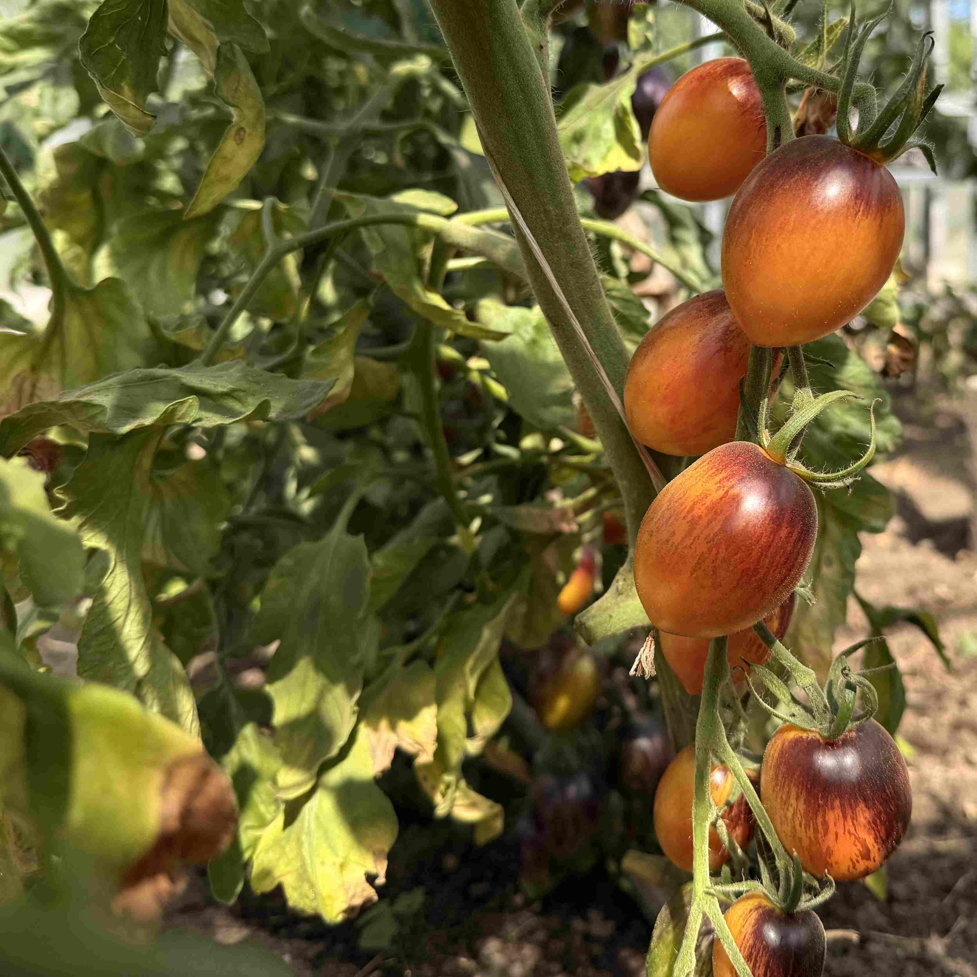 Tomatensaatgut Lyblushka