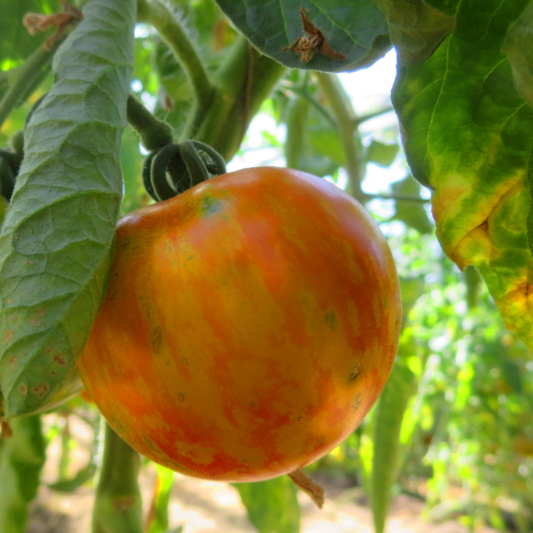 Orange und Rote Tomatenvielfalt mit Geschmack und grünen Streifen