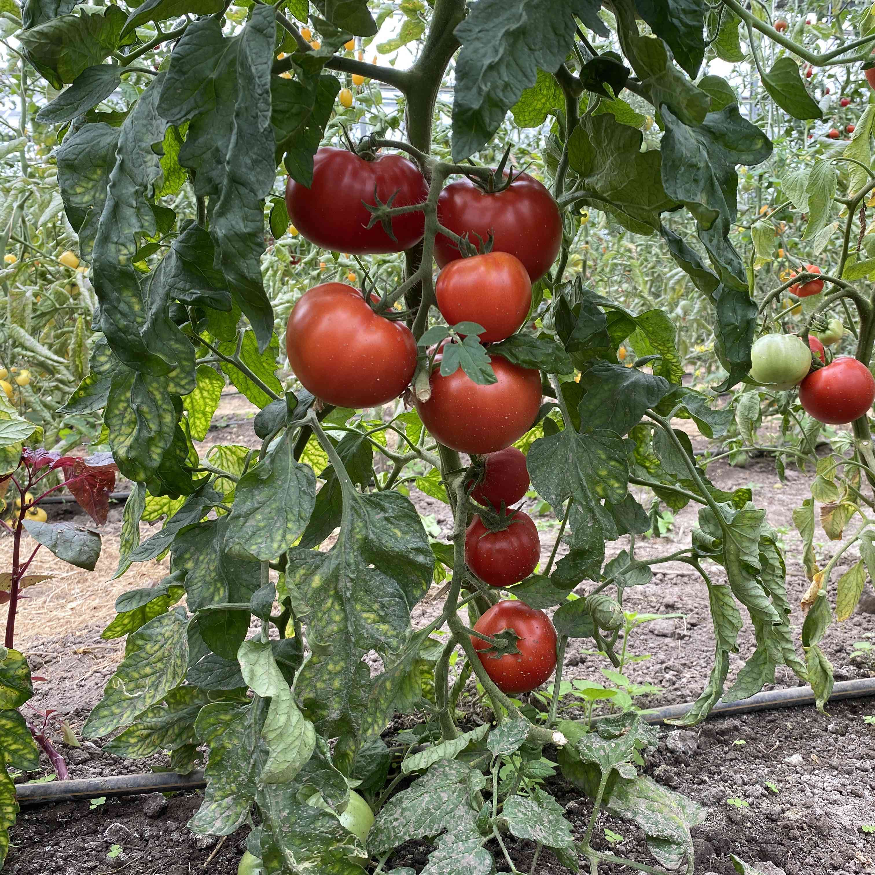 Tomatensaatgut Merveille des Marchés