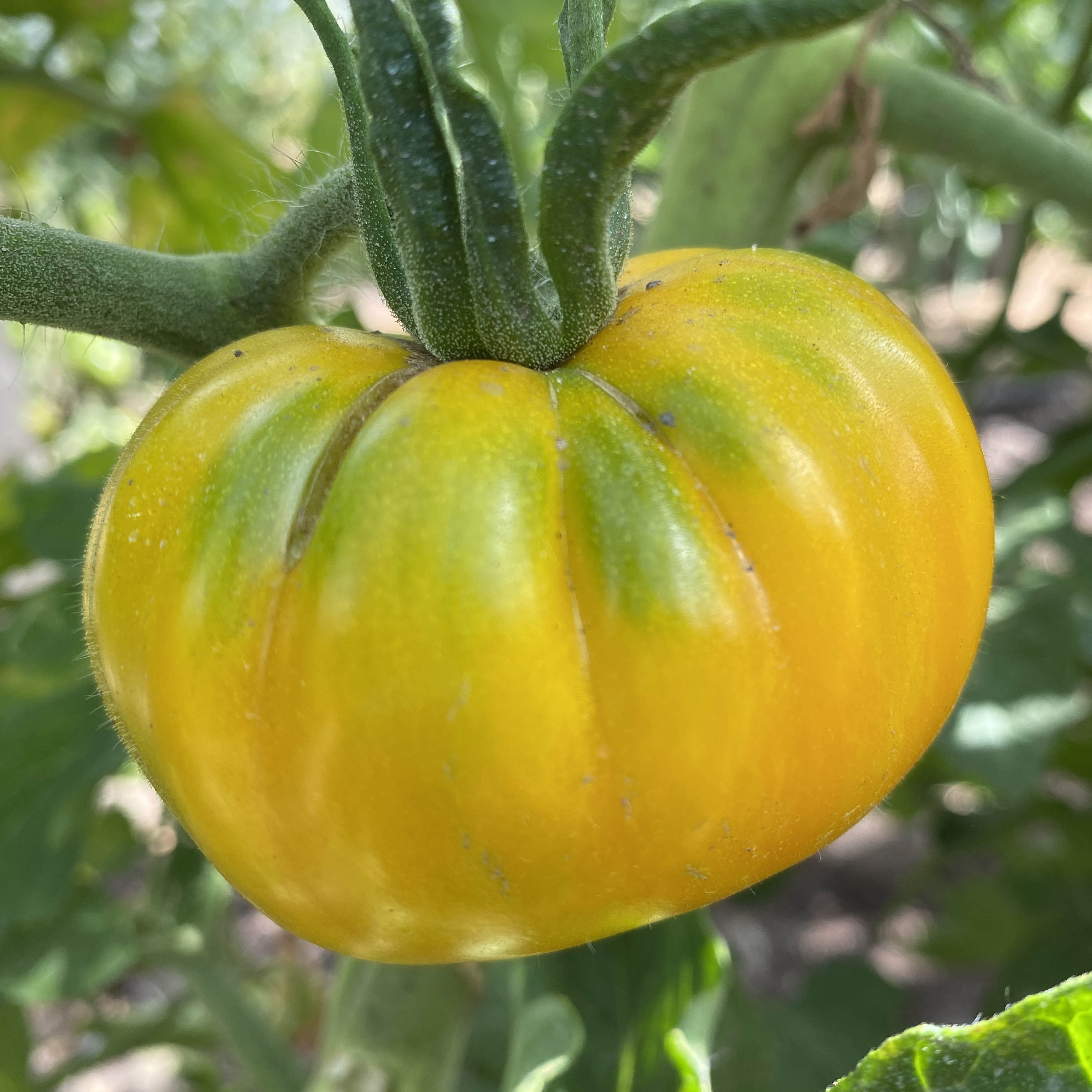 Tomatensaatgut Yellow Zebra