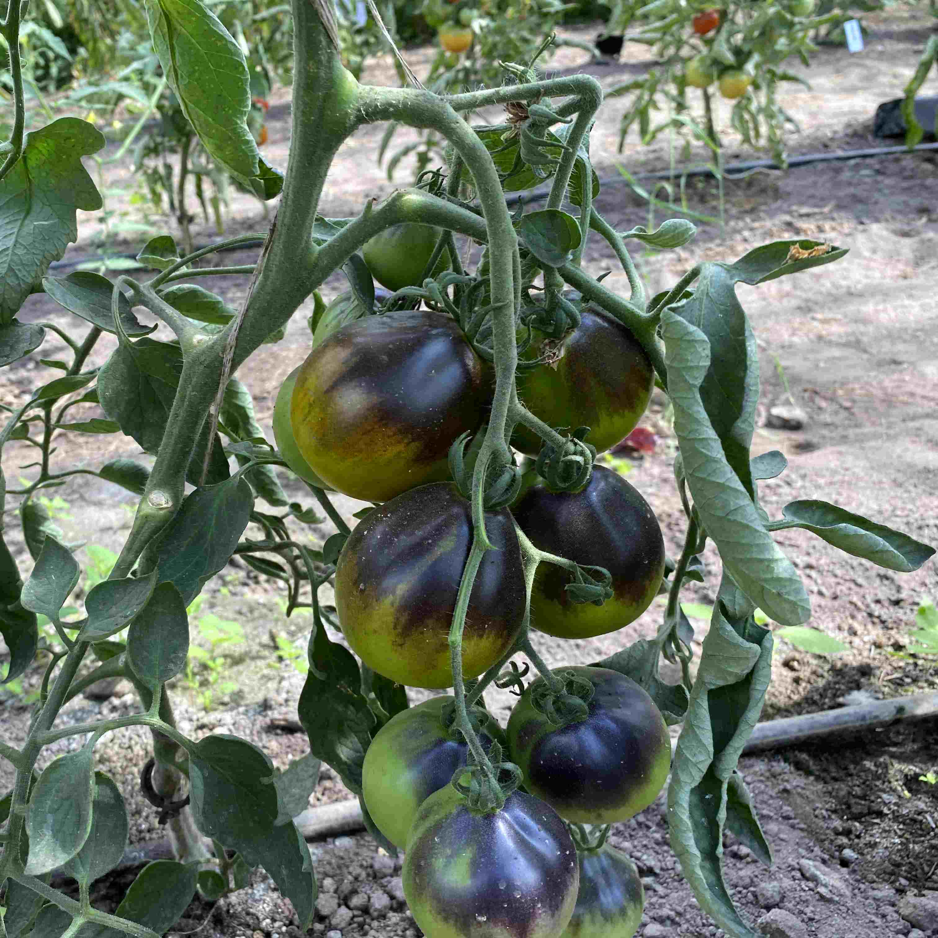 Mehrere grüne Tomatenfrüchte an einem Strauch