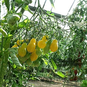 Gelbe Tomatenfrucht in Birnenform