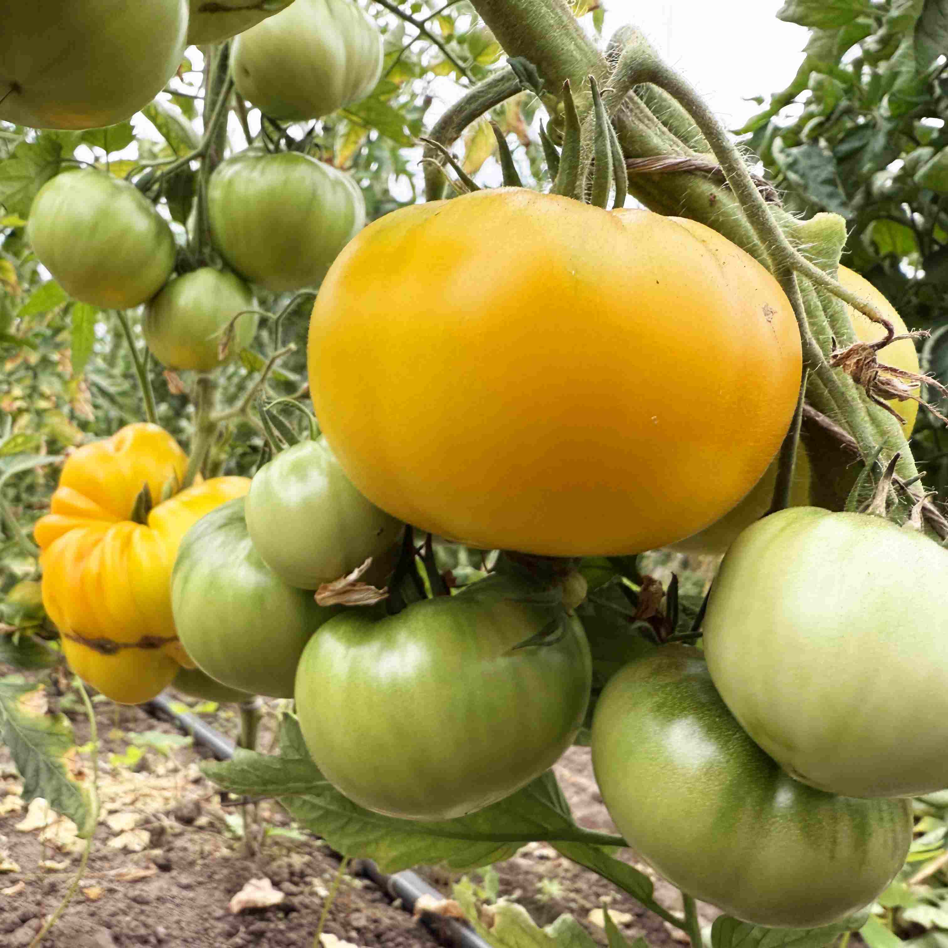 Tomatensaatgut Giant Lemon
