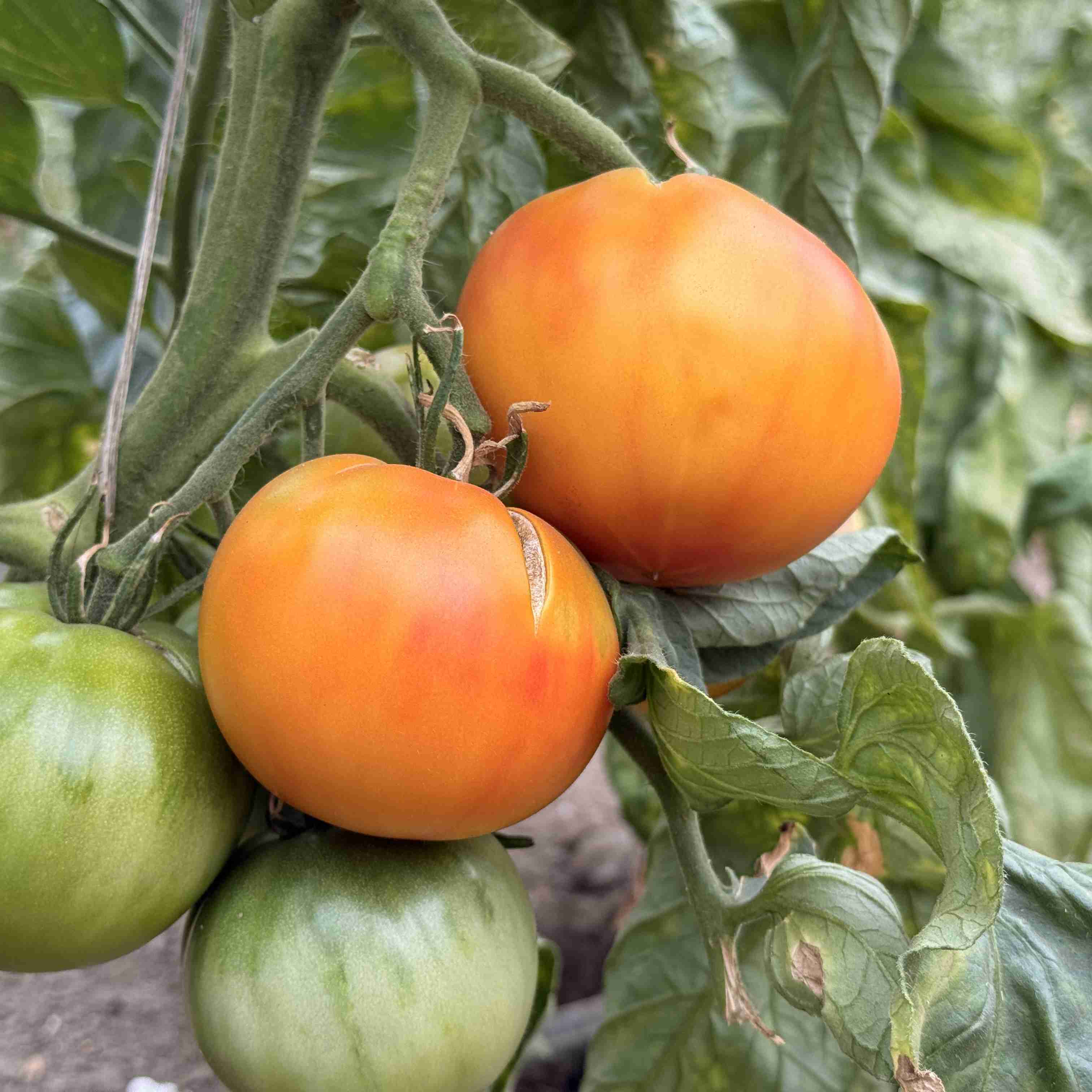 Tomatensaatgut Little Lucky Heart