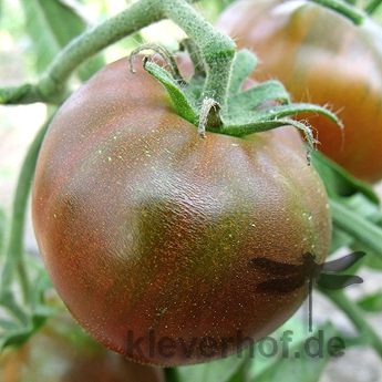 Braune Bio Tomate