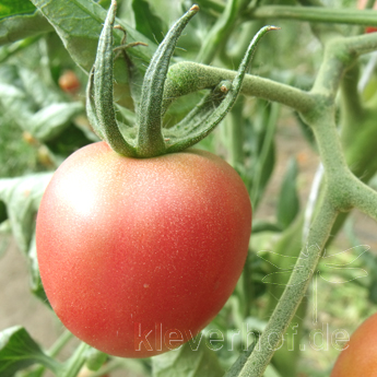 Rot und Pinke Demeter Tomatenfrucht