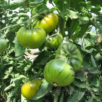 Grün gestreifte Tomatenfrucht