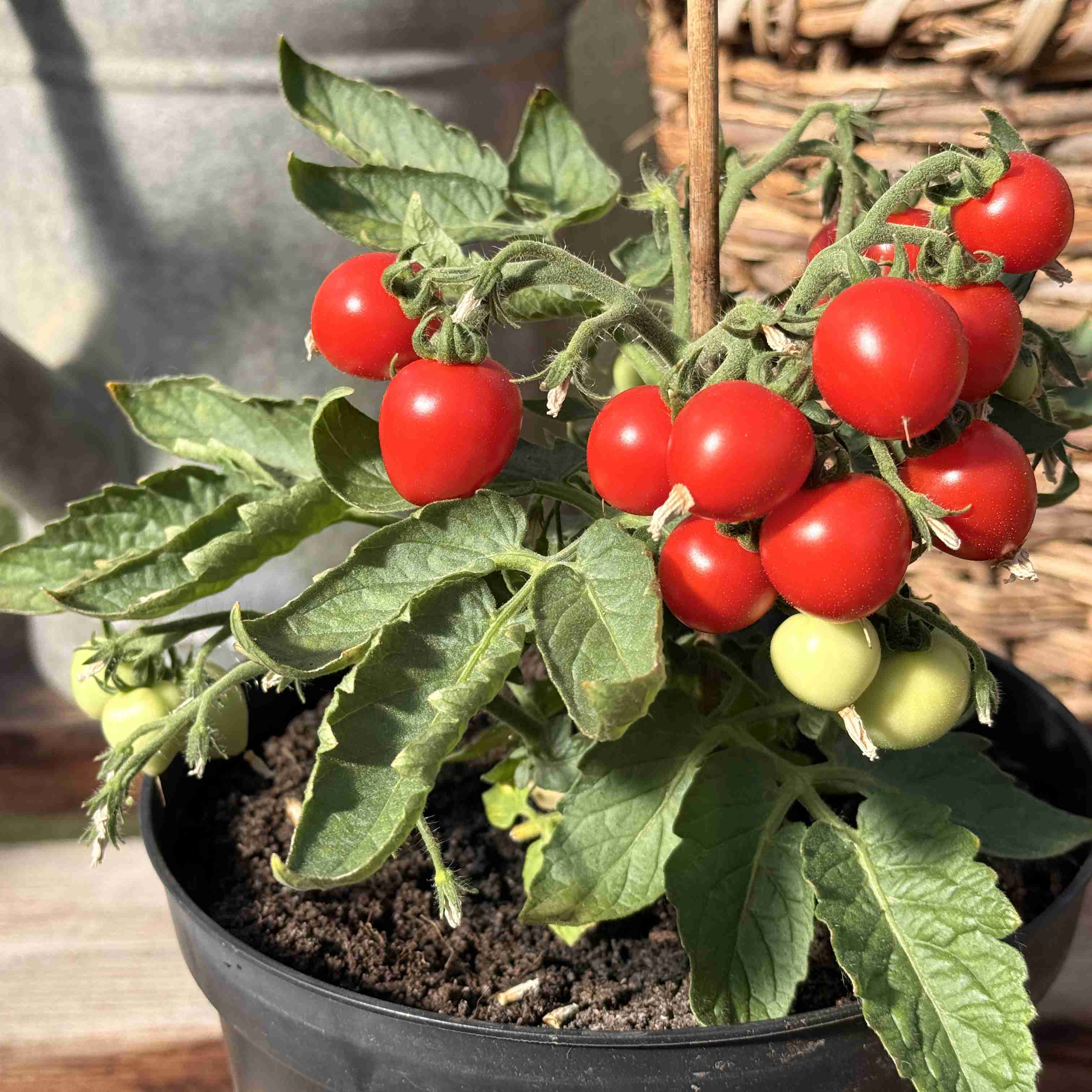 Tomatensaatgut Micro Tom