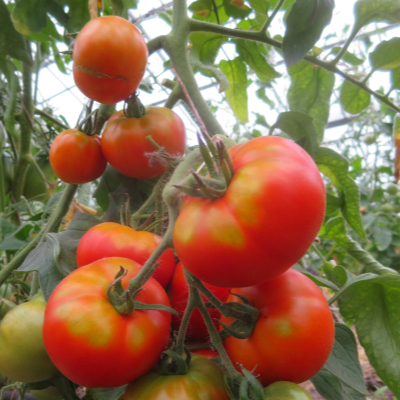 Rote tomatenfurcht mit echtem Geschmack