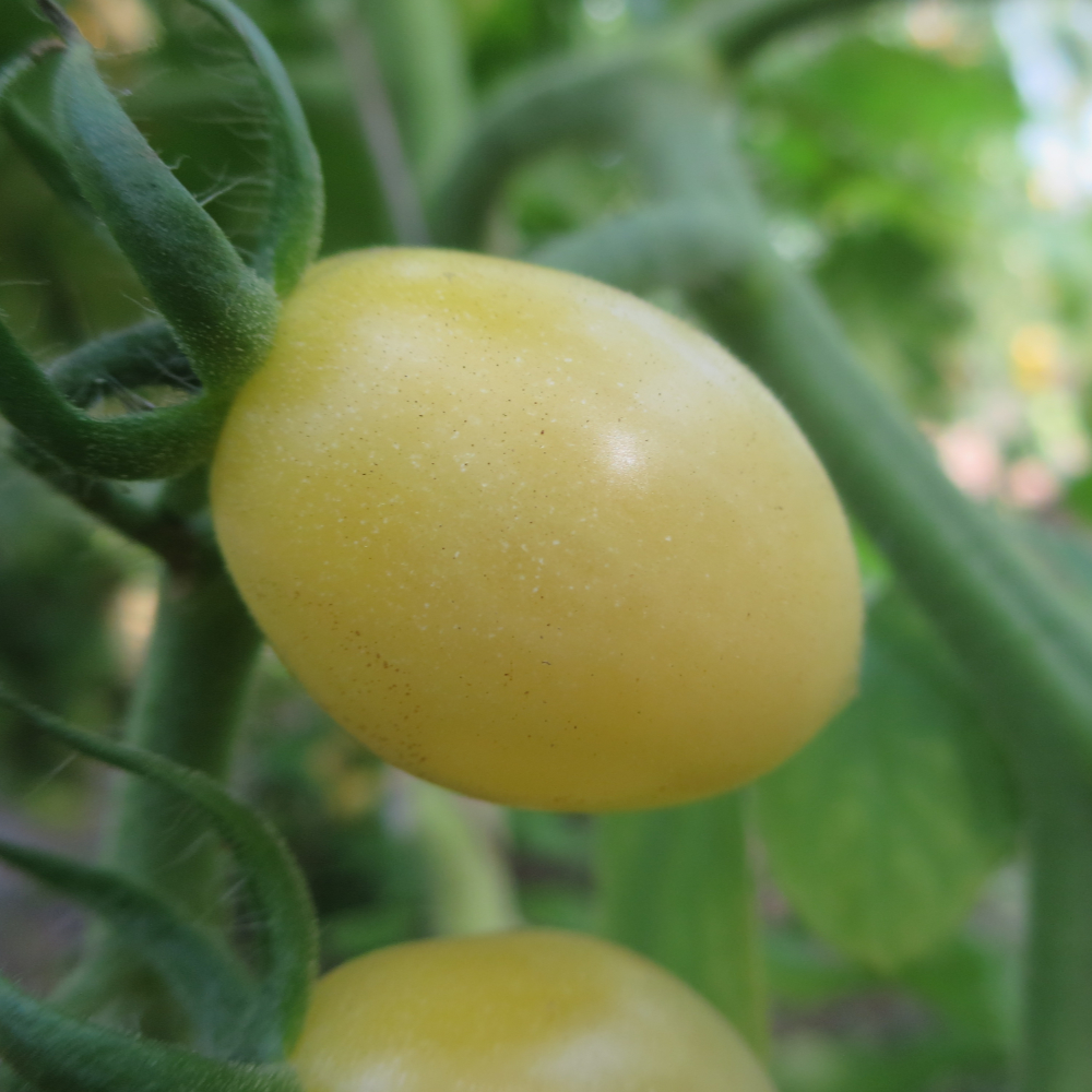 Eine gelbe kleine Tomatenfrucht an einer Rispe