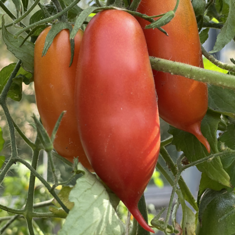 Rote längliche Tomatemvielfalt