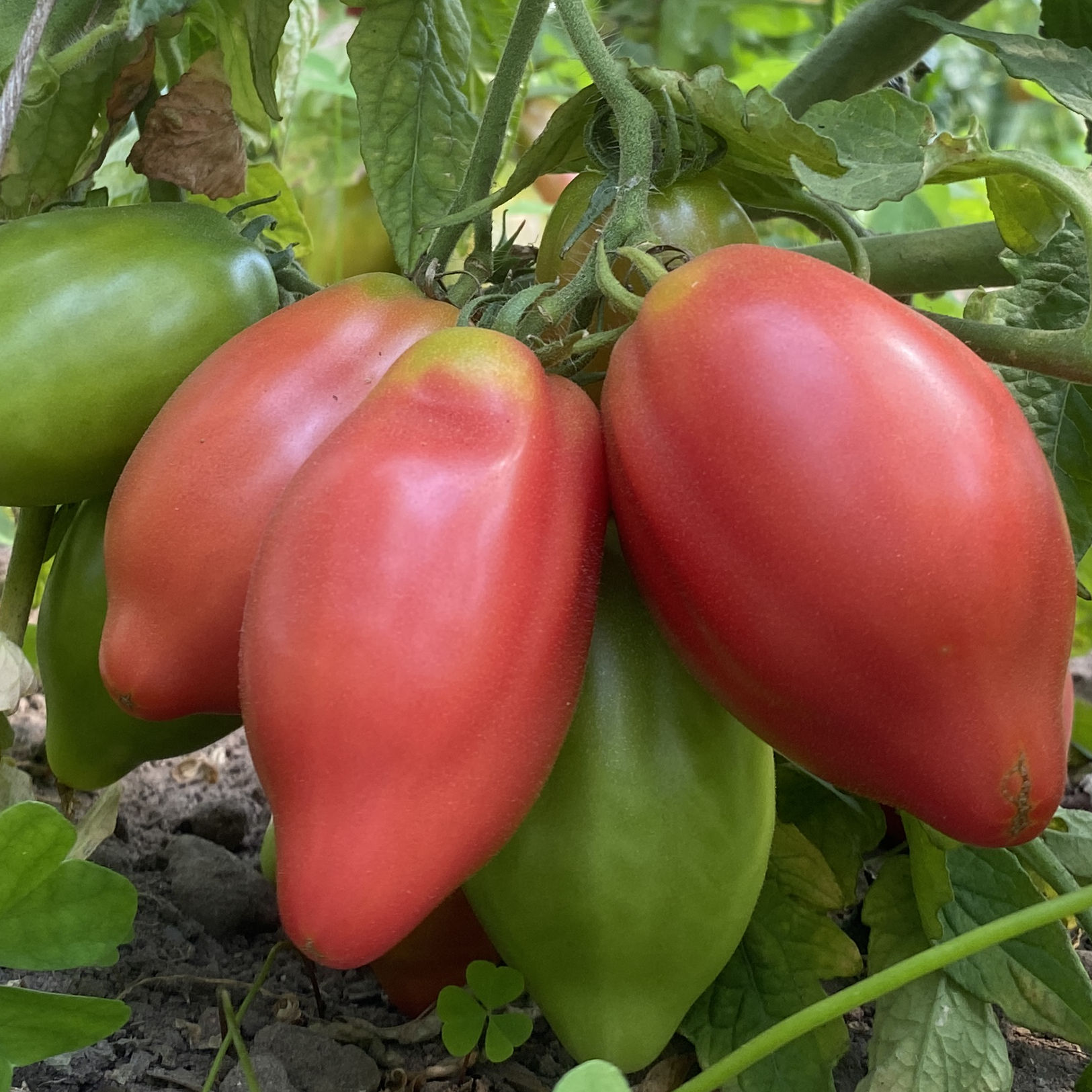 Tomatensaatgut Desperado