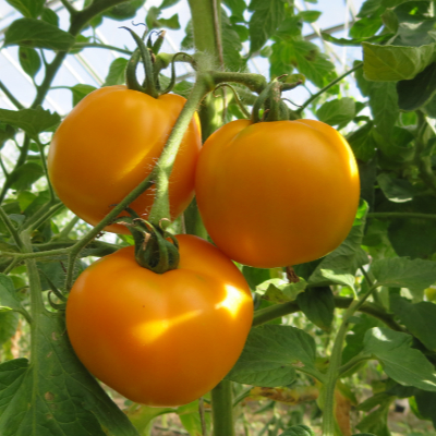 Gelbe schöne Tomatenvielfalt
