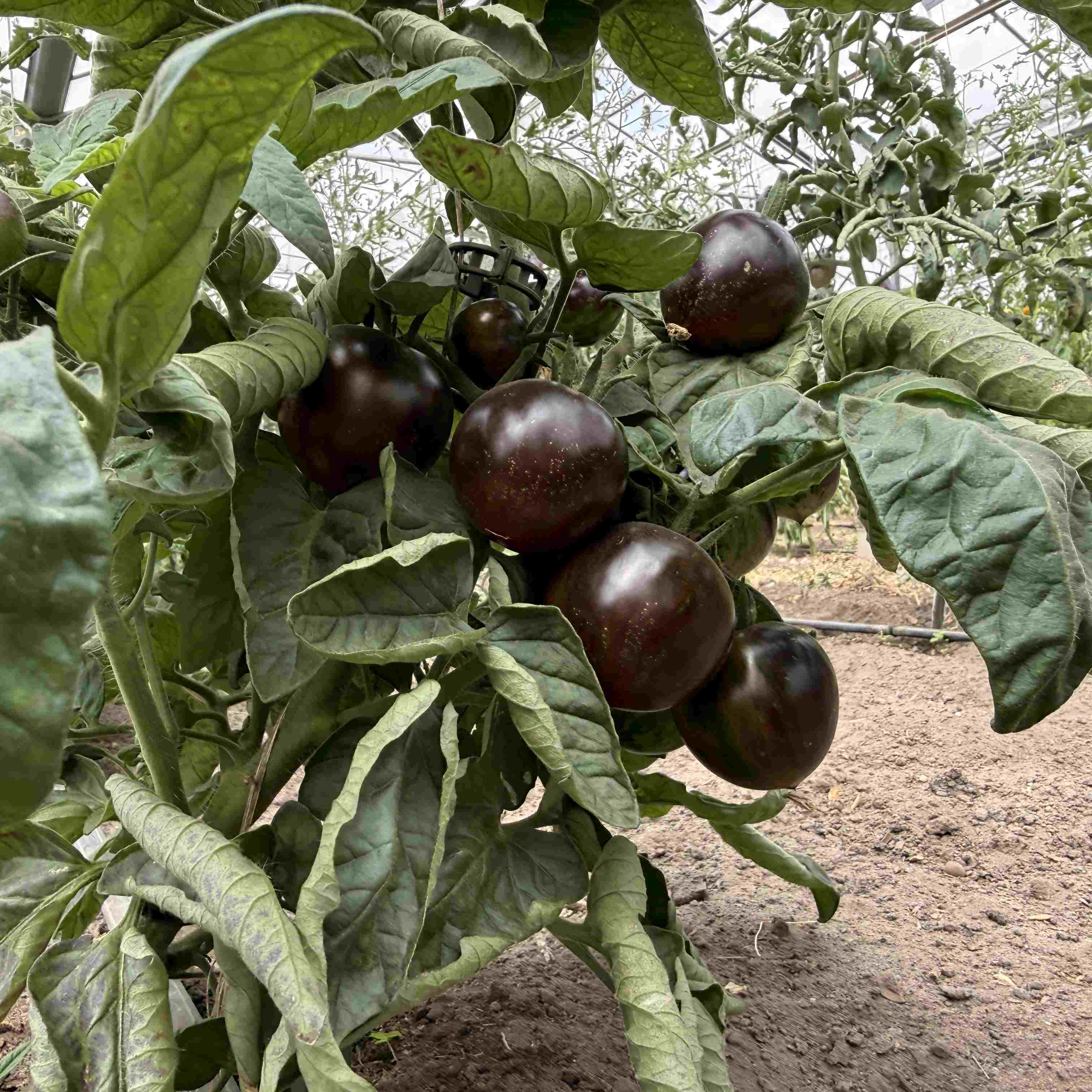 Tomatensaatgut Gondwana Lava