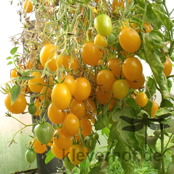 Großer Gelber Cherry Tomatenstrauch