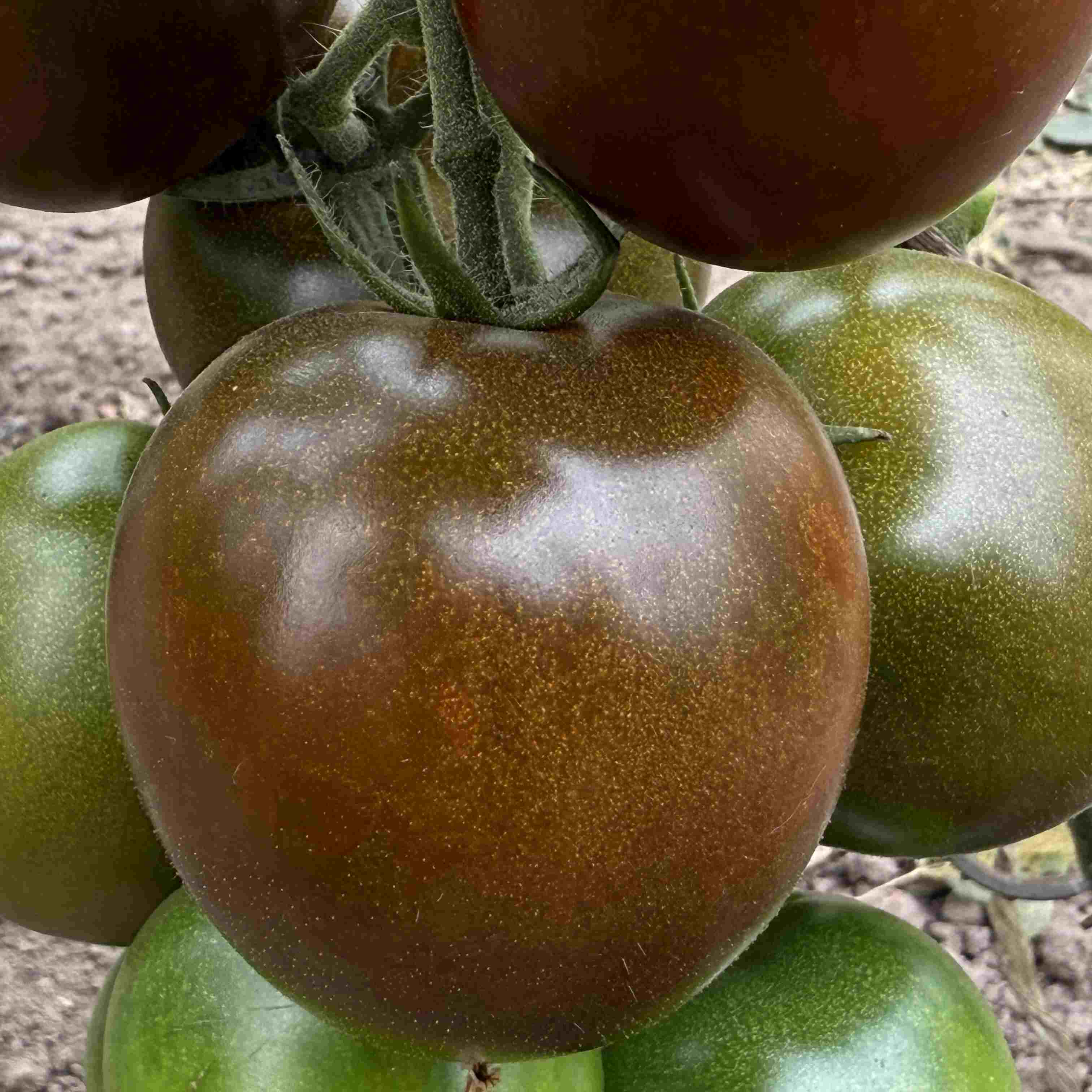 Tomatensaatgut Schwarze Ella