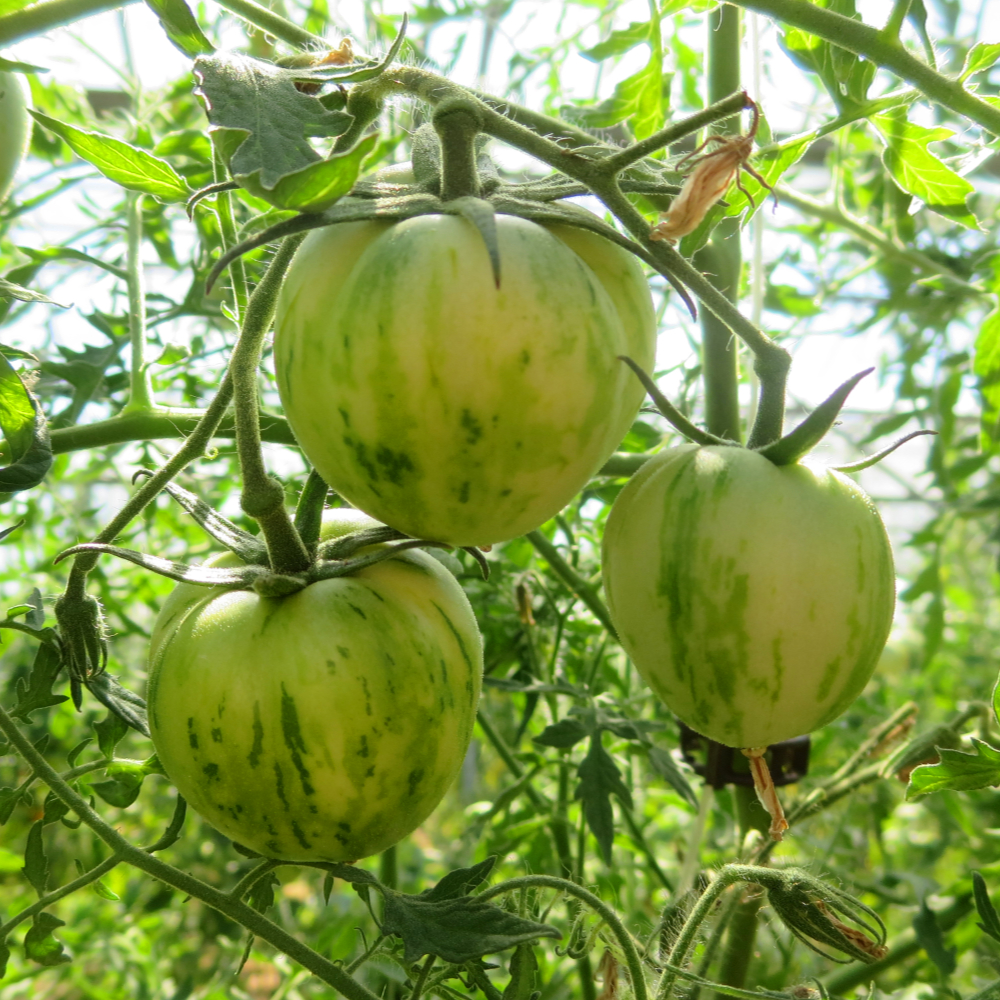 Grüngestreifte Tomatenfrucht