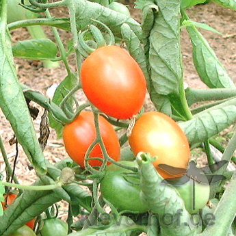 Kleine rote Tomatensorte