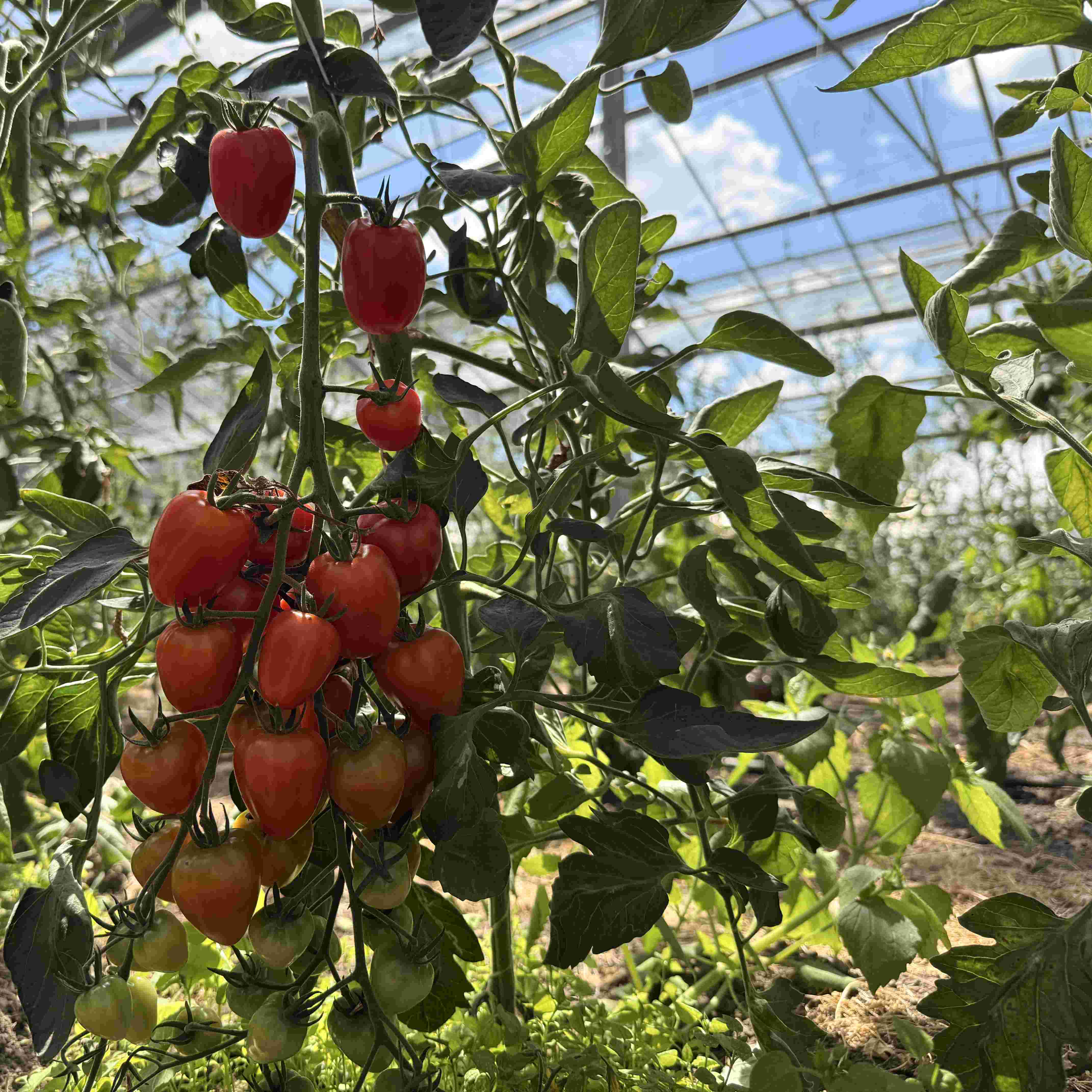 Tomatensaatgut Taubenherz
