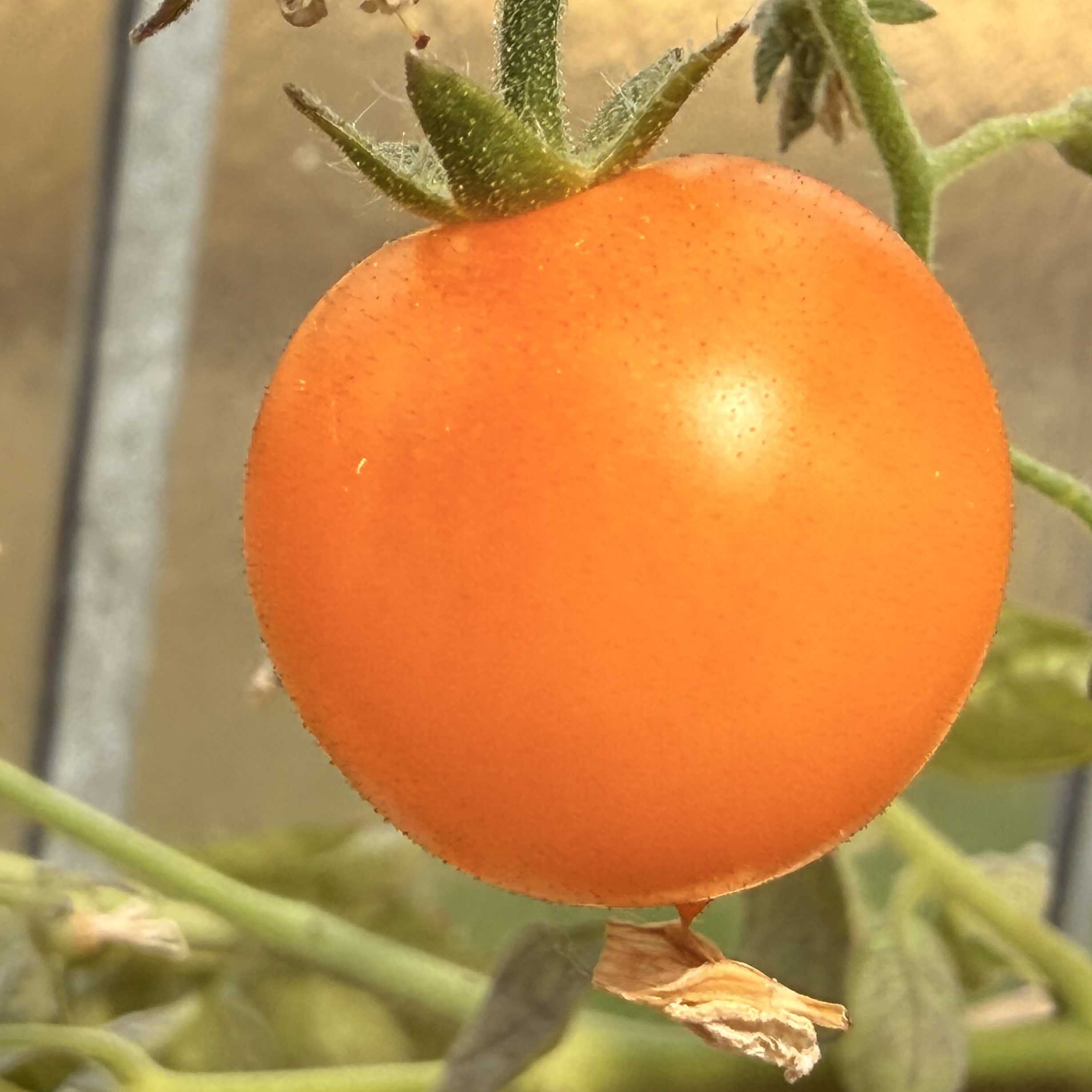 Tomatensaatgut Yellow Pigmy