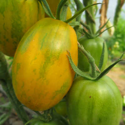 Gelbe Tomatensorte mit grünen Streifen 