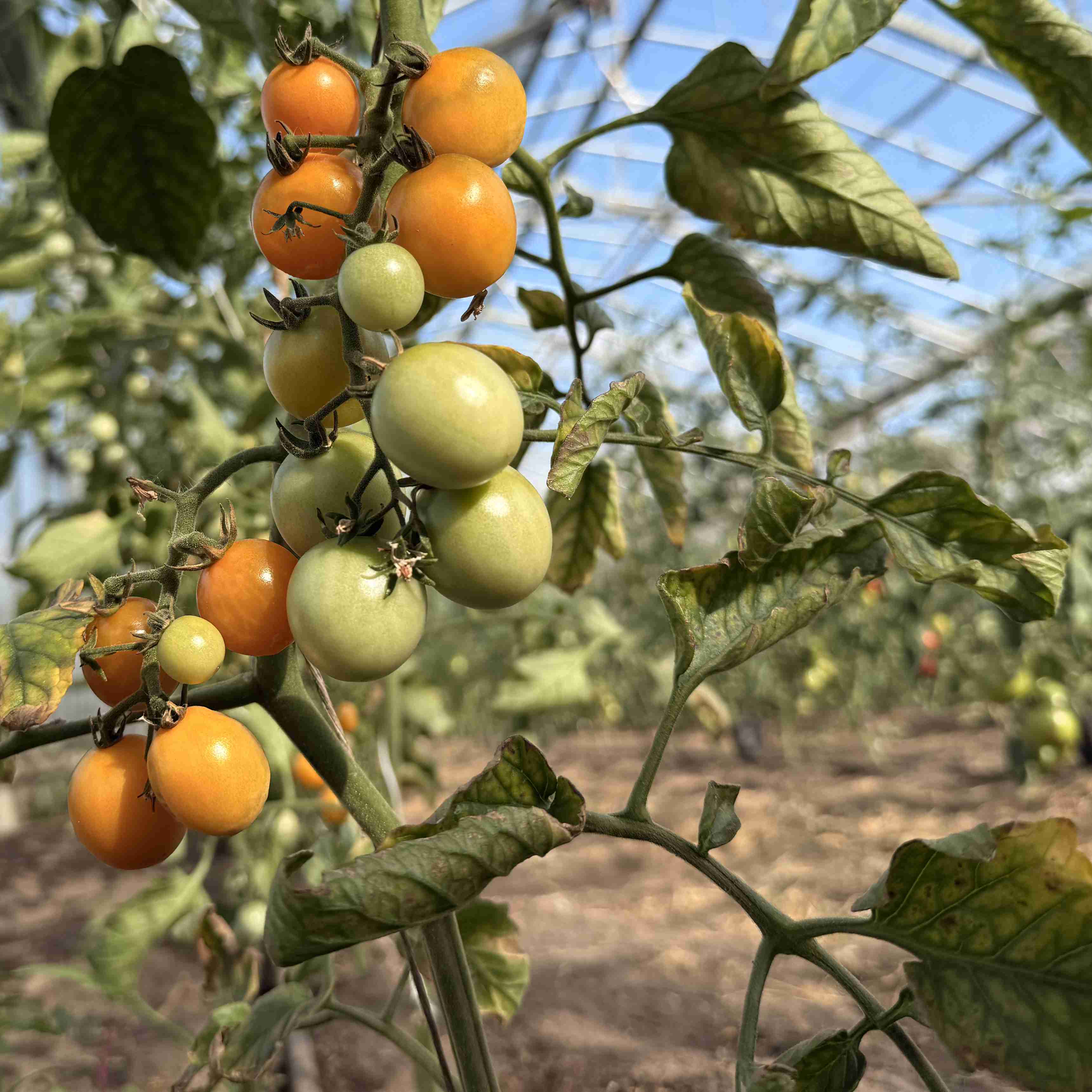 Tomatensaatgut Aprikosenkirsche