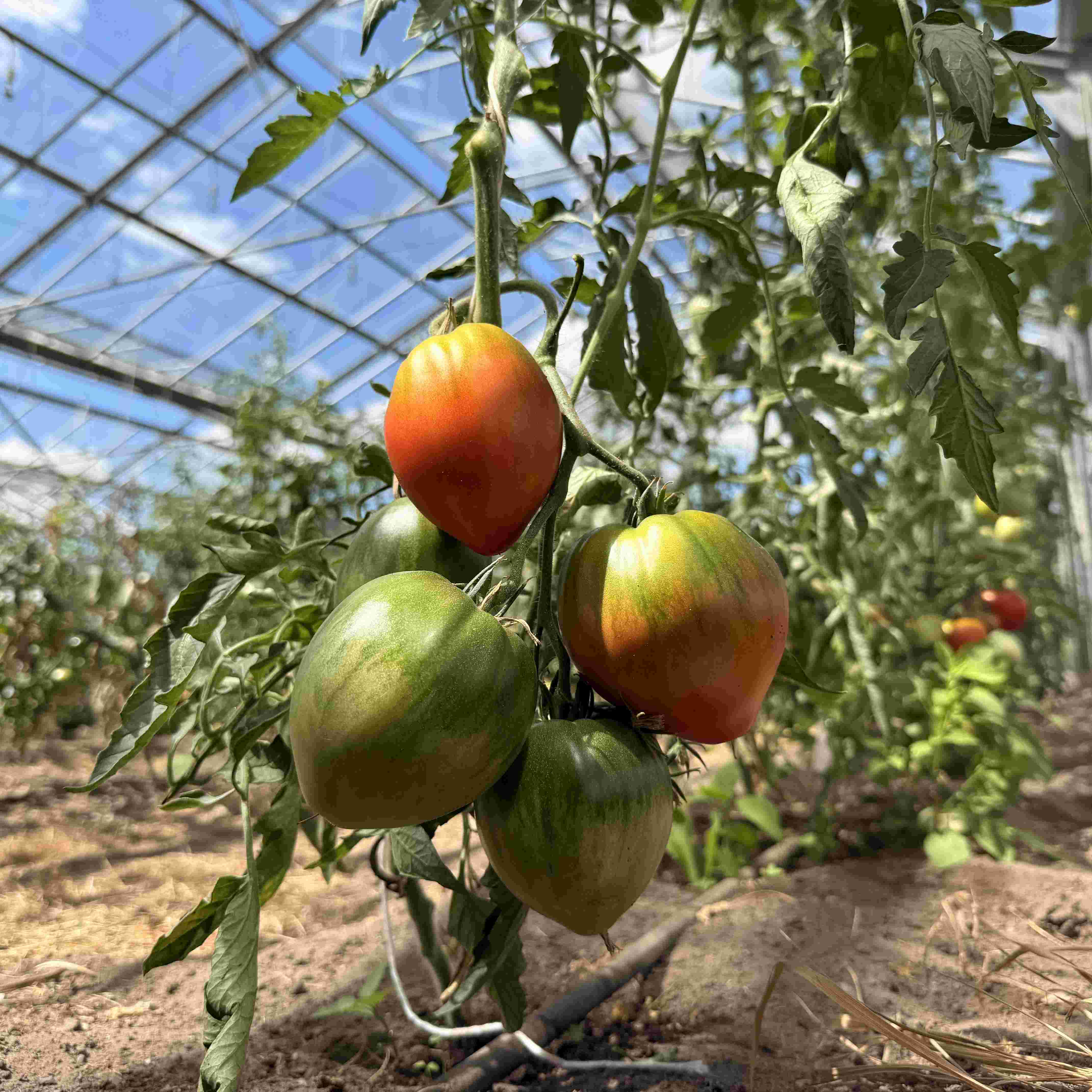 Tomatensaatgut Anna Russian