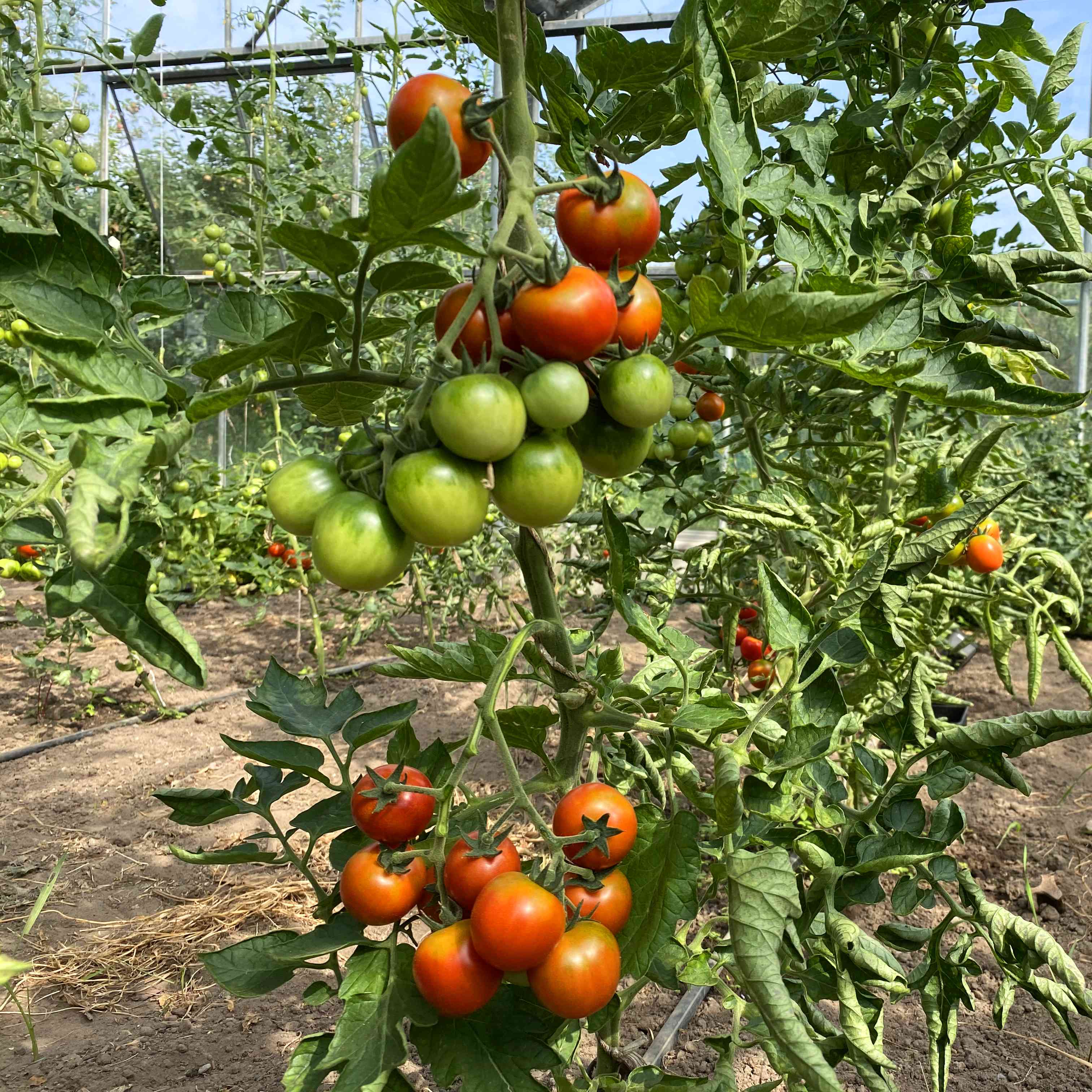 Rote Tomatenpflanze im  Gewächsehaus