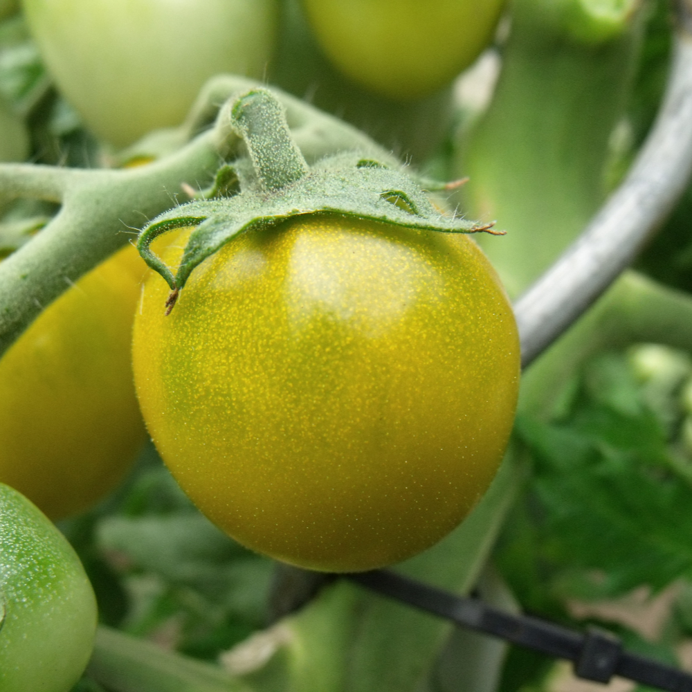 Gelb Grüngestreifte Tomate