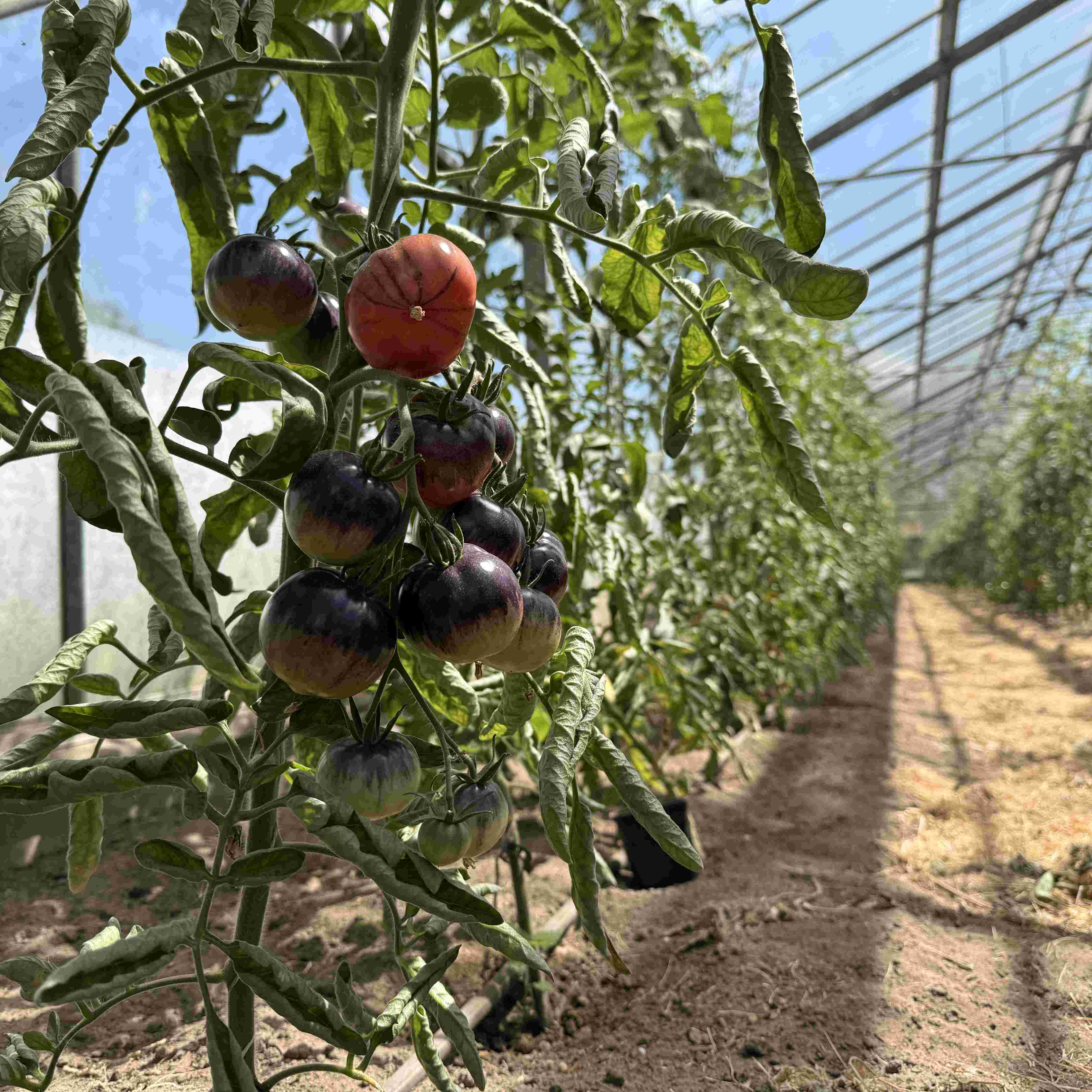 Tomatensaatgut Amethyst Jewel