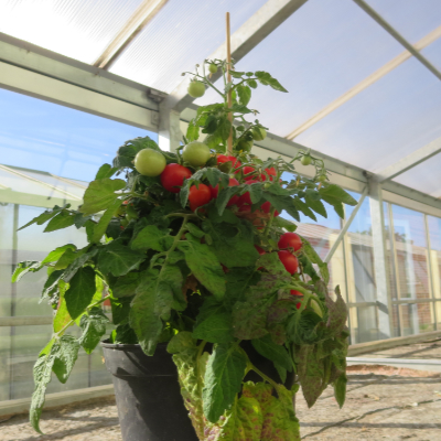 Rote Cherry Tomatenpflanzen