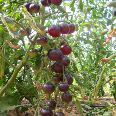 Rot/Violette Tomatenraritäten