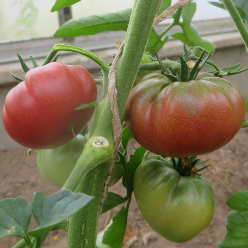 Rot und Braune Tomatenfrucht