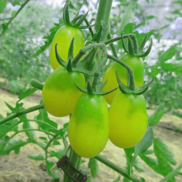 Tomatensaatgut Ivory Drops