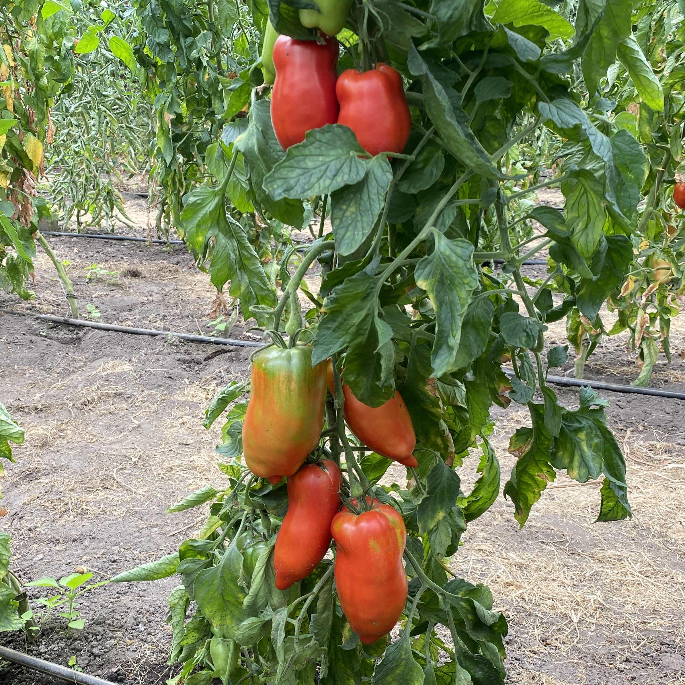Tomatensaatgut Mexicaine