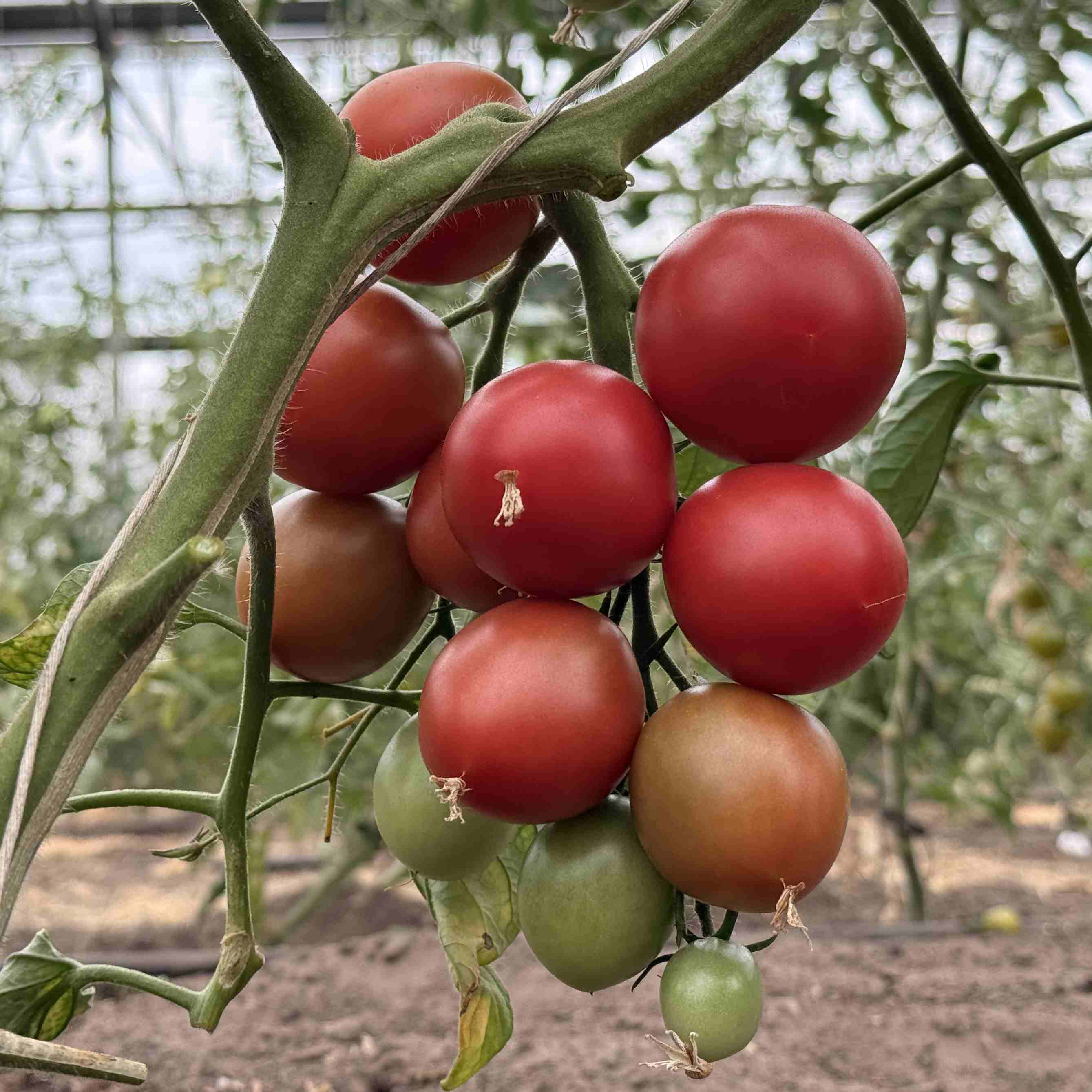 Tomatensaatgut Rosa Roma