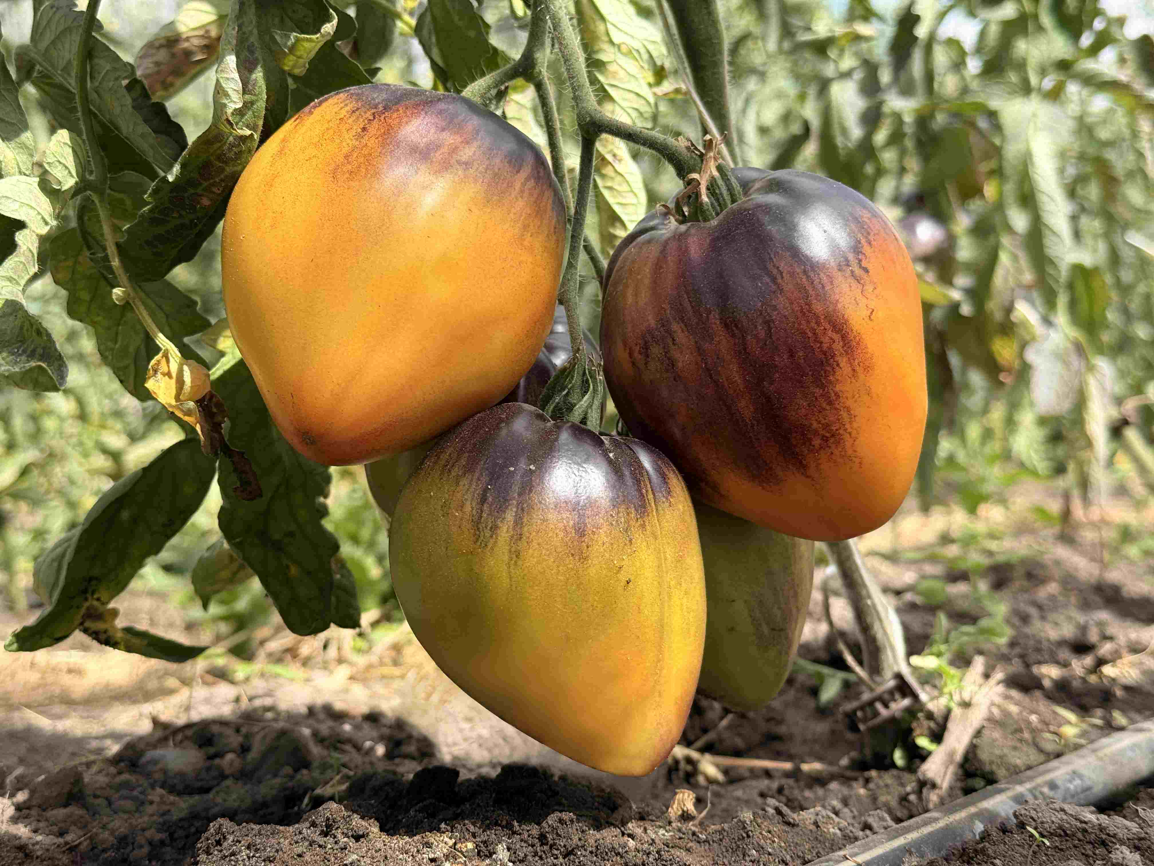 Tomatensaatgut Come Undone