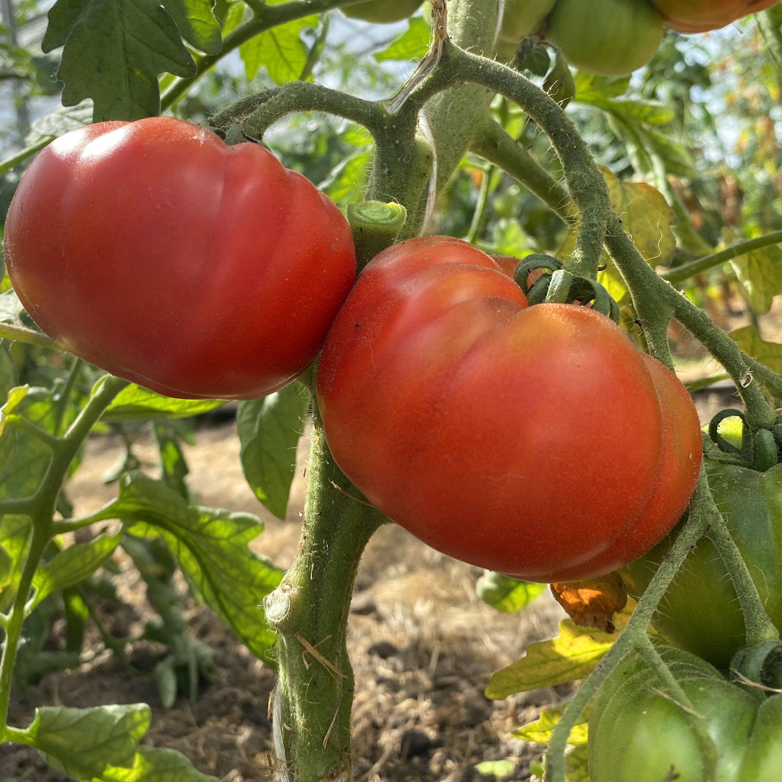 Tomatensaatgut Costoluto Fiorentino