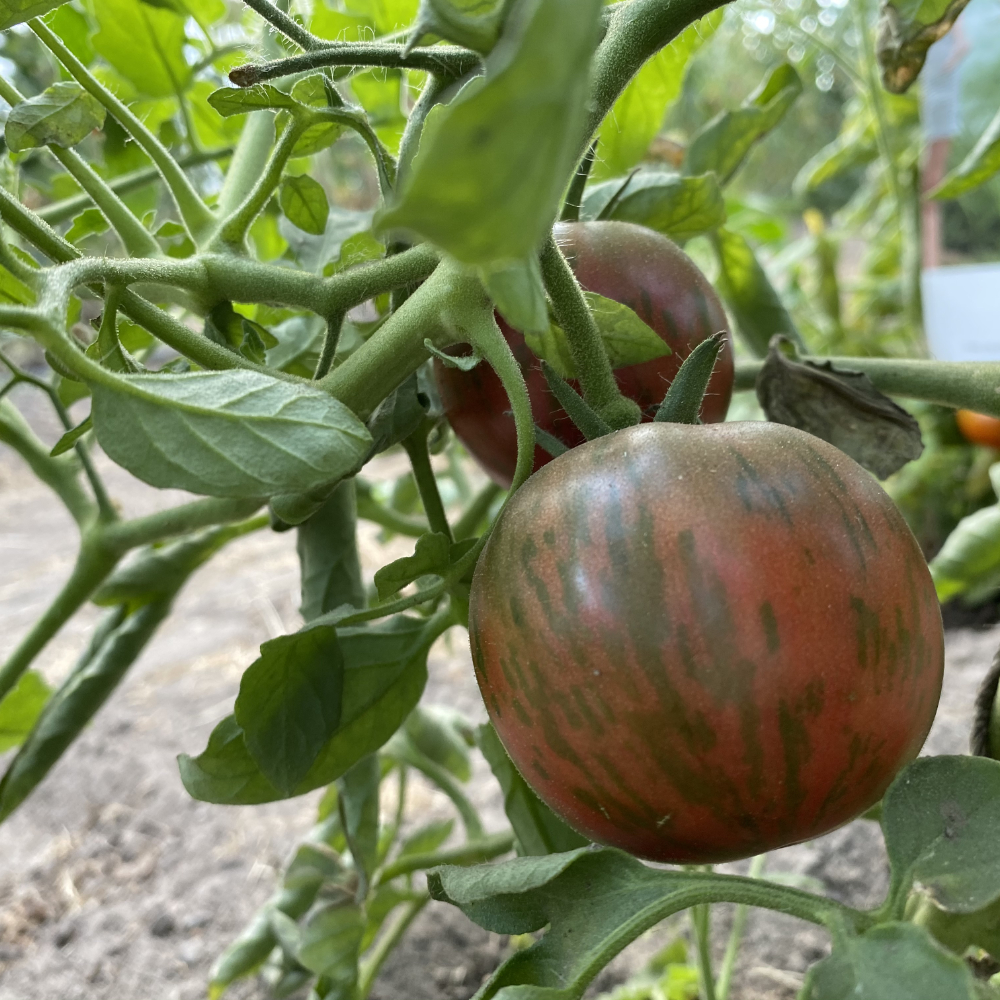 Braune Tomatenfrucht mit Grünenstreifen