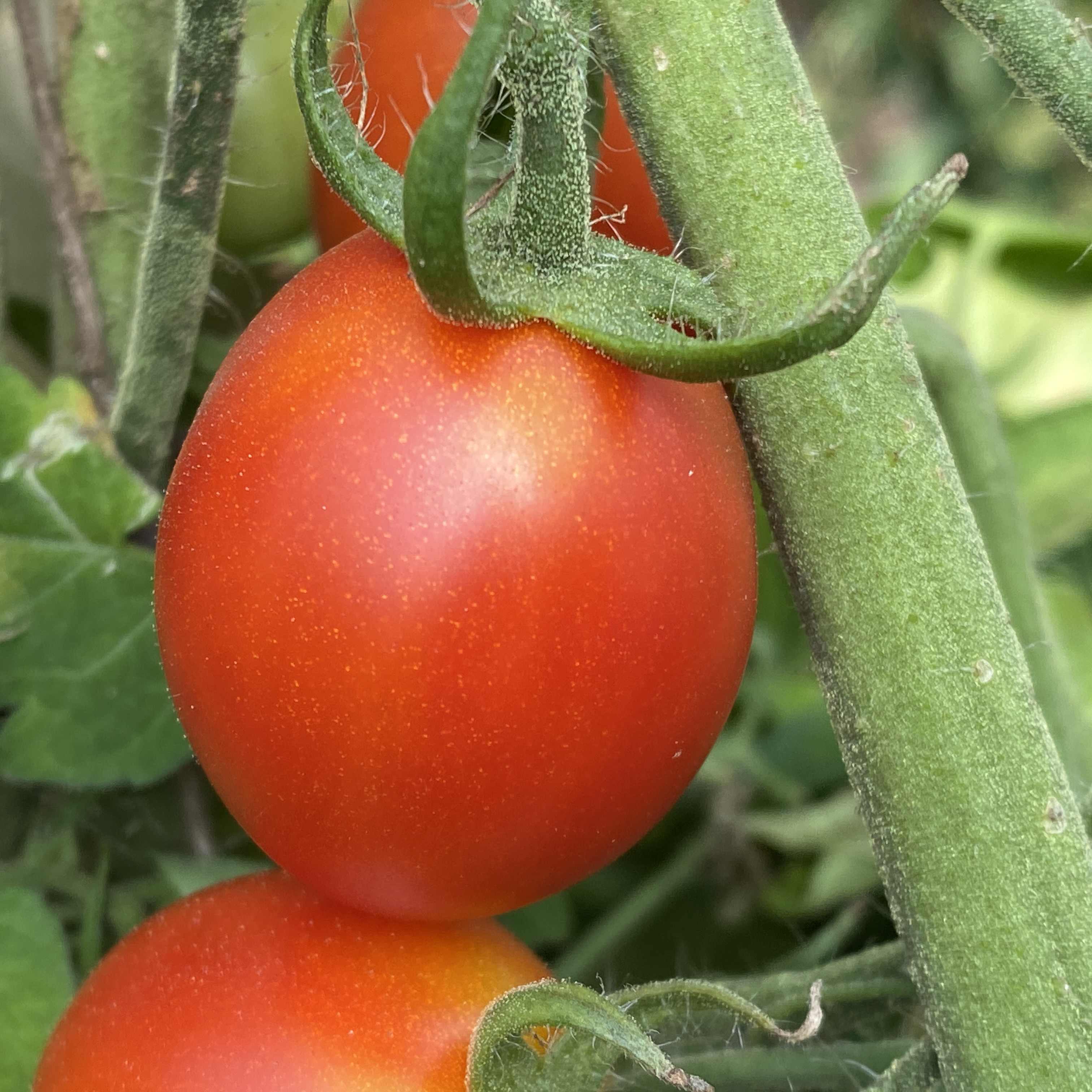 Tomatensaatgut Balconi Plum