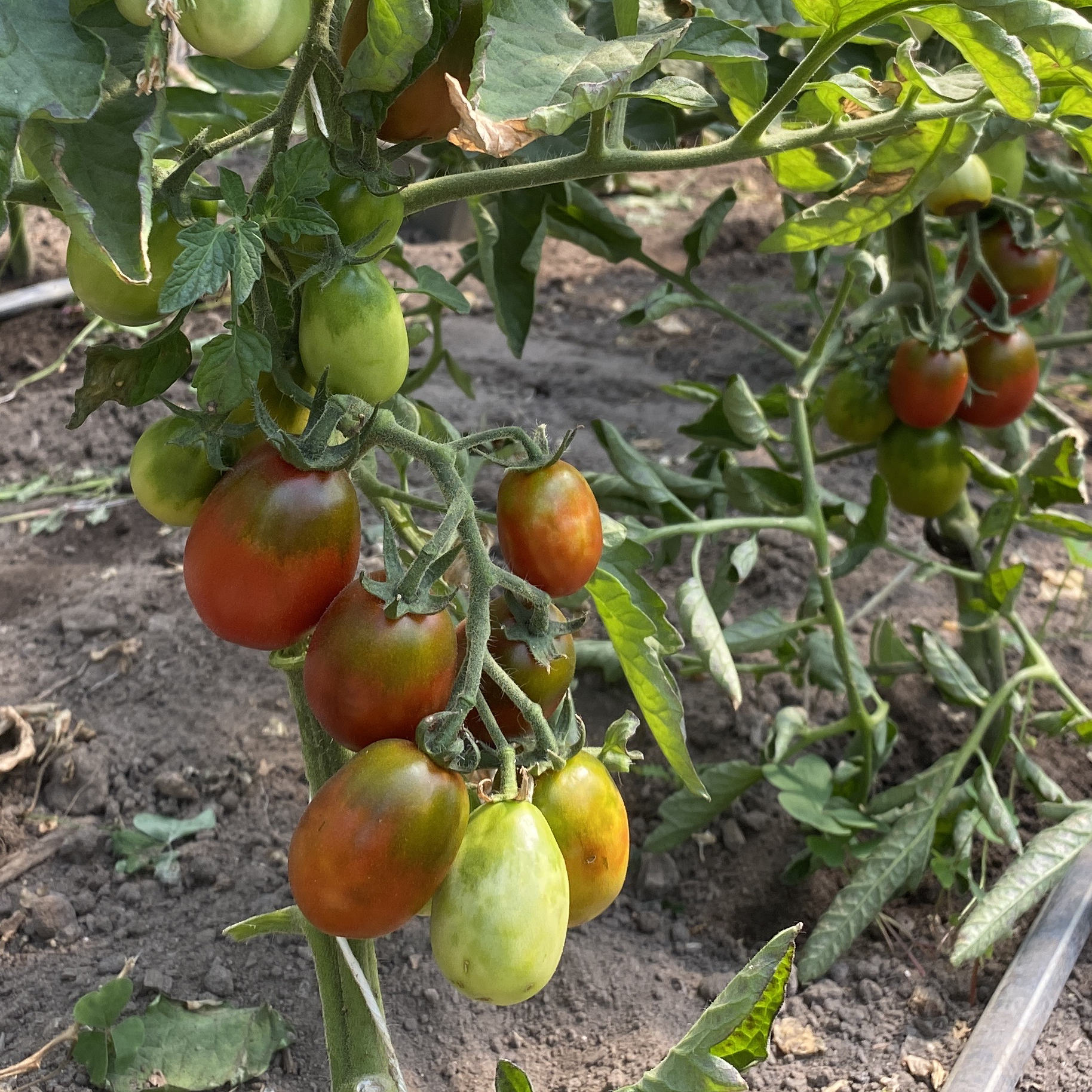 Tomatensaatgut Purple Tsunshigo