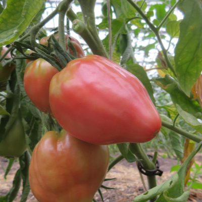 Pinke Bio Tomatenfurcht mit Geschmack