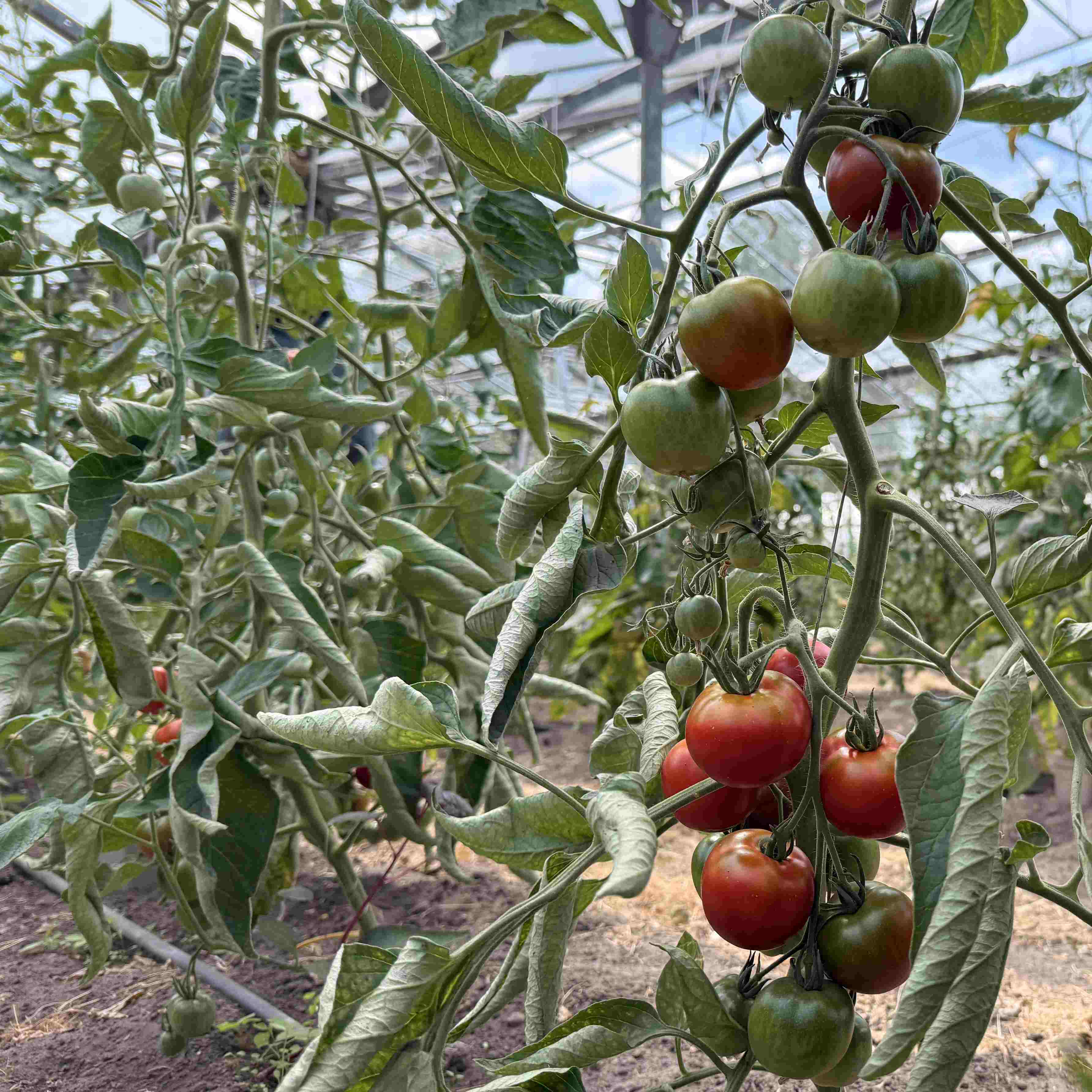 Tomatensaatgut Beymes Erntesegen