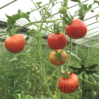 Rote Bio Tomatenvielfalt 